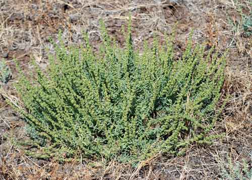 Grass-in-kutch-Desert Grass-in-kutch-Desert