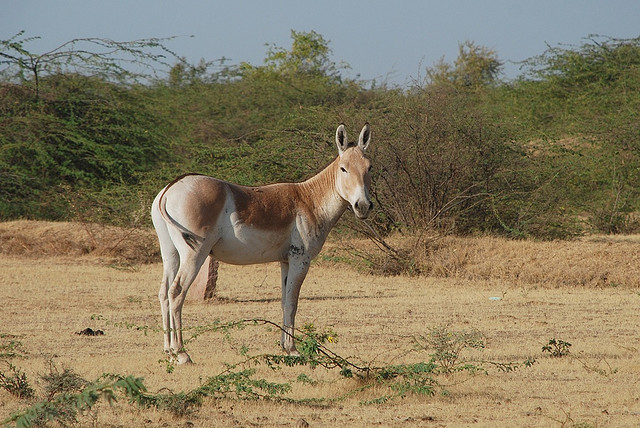 Indian Wild Ass Sanctuary Indian Wild Ass Sanctuary