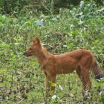 Nagarhole-National-Park