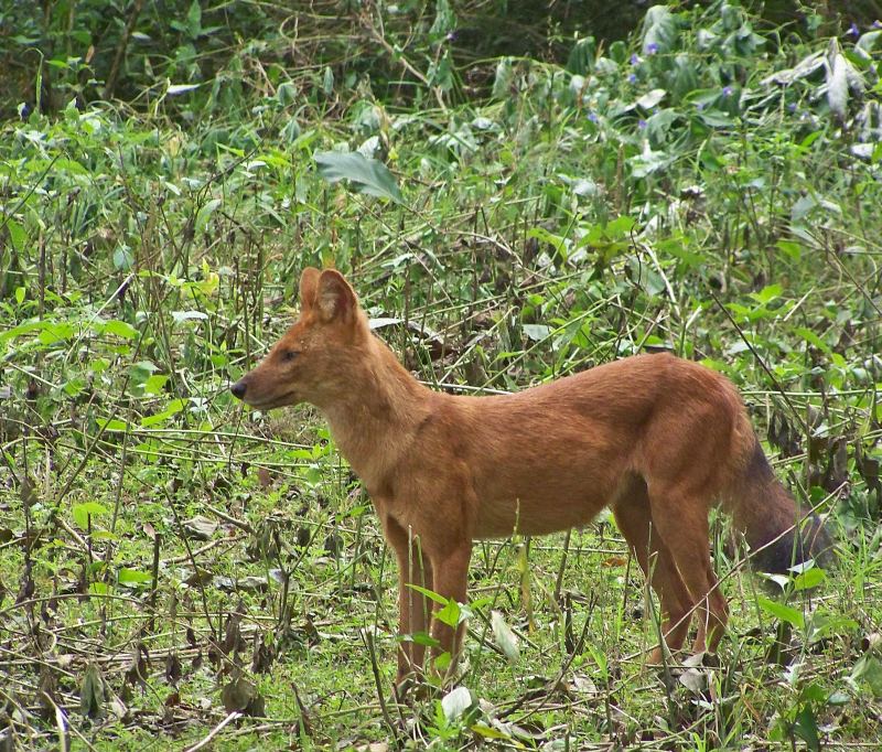 Indian wild dog