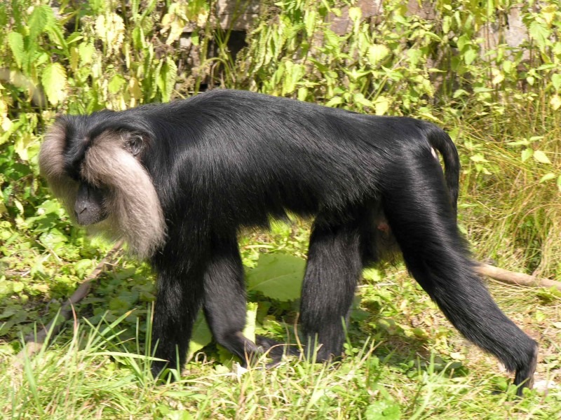 lion-tailed-macaque