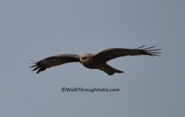 Bird-of-prey-black-kite