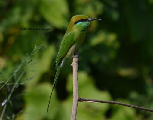 Green-eater
