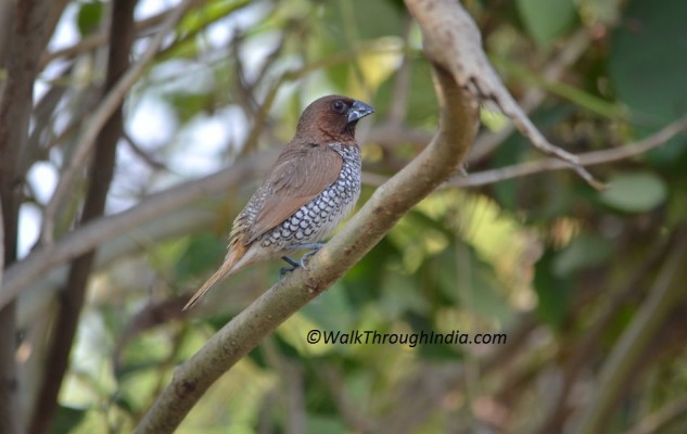 Munia-Bird
