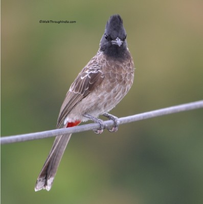 Red-vented-Bulbul