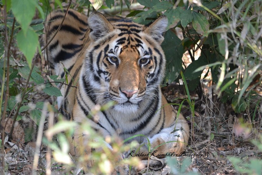 TOP 10 WILD ANIMALS OF INDIA – wildanimalsphp