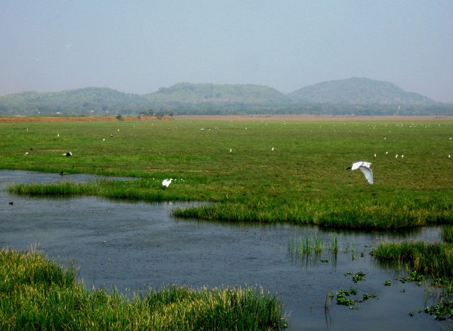 Mangalajodi-Village-Orissa