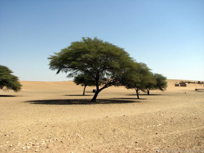 Major Tourist Attractions of The Great Indian Thar Desert