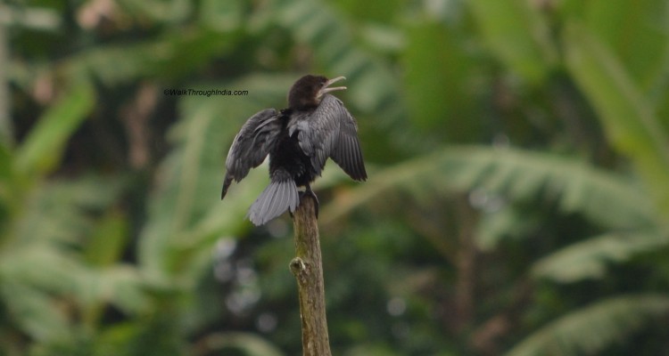 Indian-Cormorant