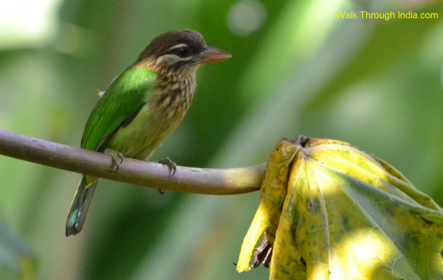 Little-Green-barbet