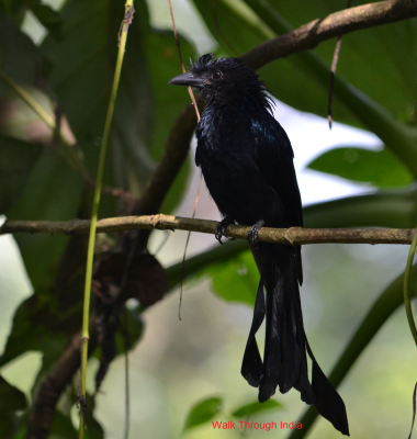 Racket-tailed-drongo