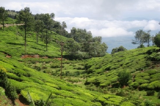 glen-morgan-ooty