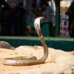 Guindy-Snake-Park