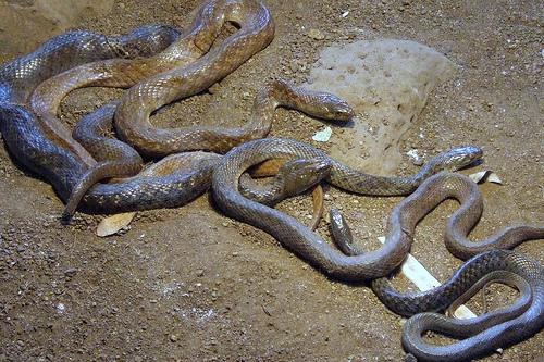katraj-Snake-park-Pune