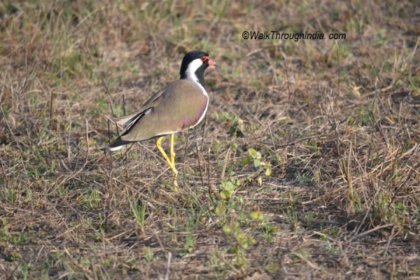 Red_Wattled_Lapwing