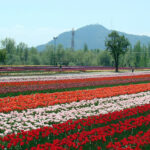 Tulip-Garden-Srinagar
