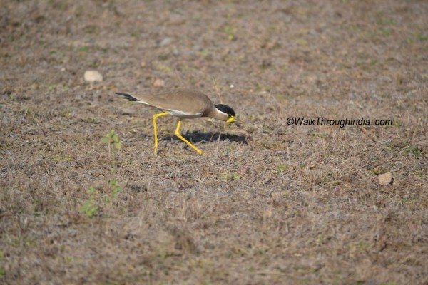 Yellow_Wattled_Lapwing