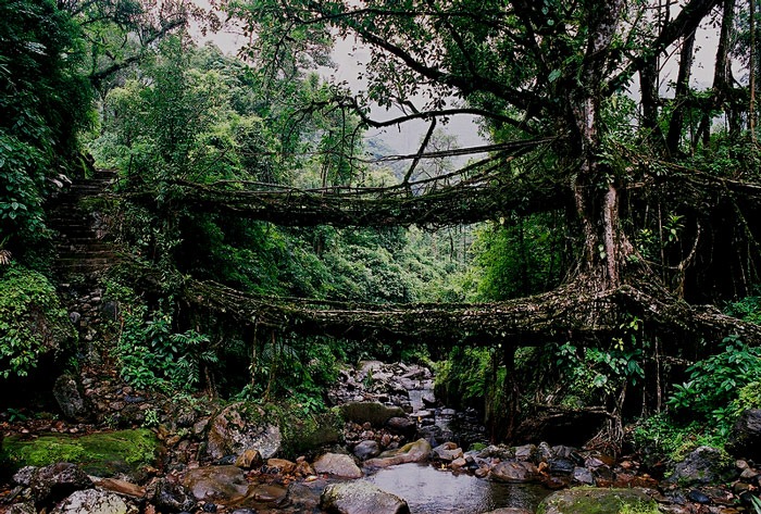 living-root-bridge-Cherrapunjee
