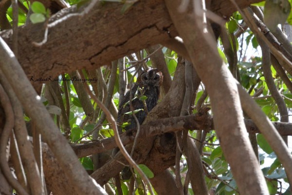 Indian-Eagle-Owl