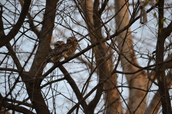 Spotted-owls