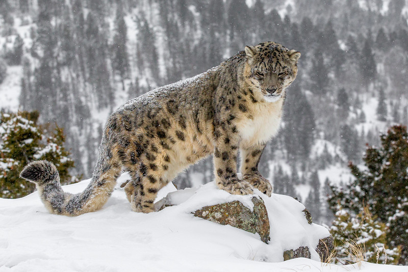 Snow-Leopard-India