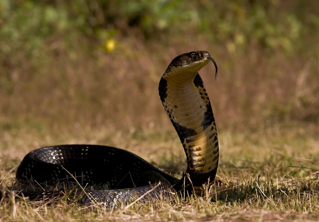 king-cobra-India