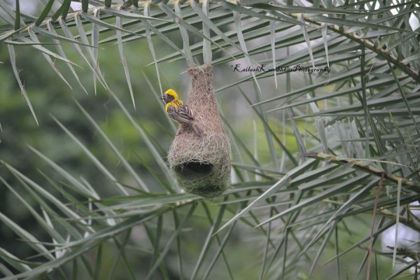 Weaver-Bird