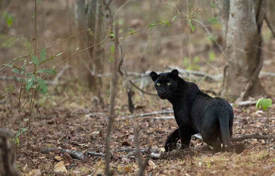 black-panther-in-India