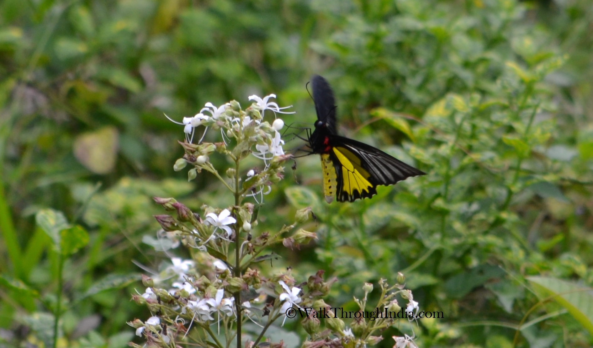 butterfly-Western-Ghats