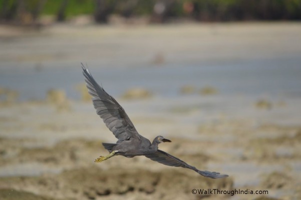 Eastern-Reef-Egret