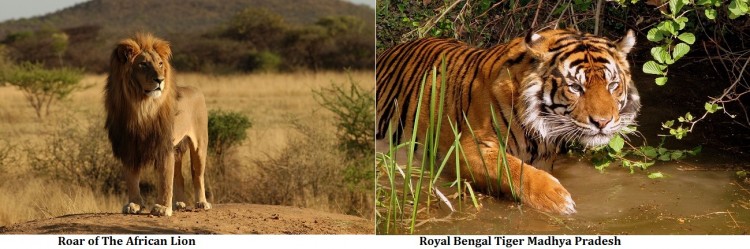 African-Lion-Indian-Tiger