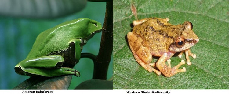 Amazon-Western-Ghats-Biodiversity