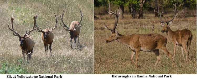 Barasingha-Kanha-Park