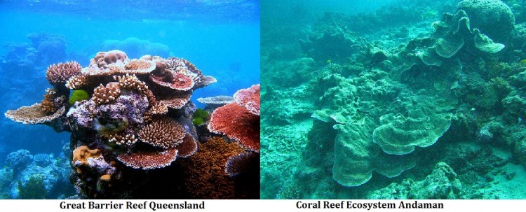 Coral-Reef-Andaman