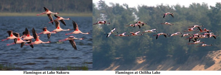 Flamingos-at-Chilika-Lake