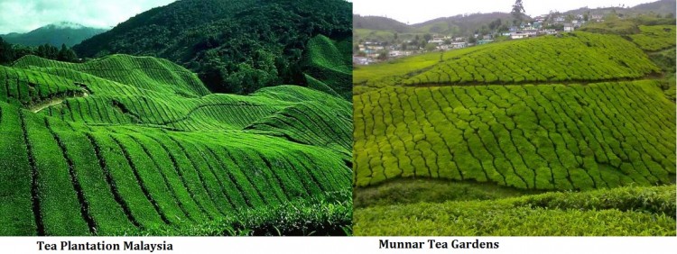 Tea-Garden-Munnar