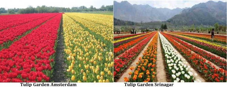 Tulip-Garden-Srinagar