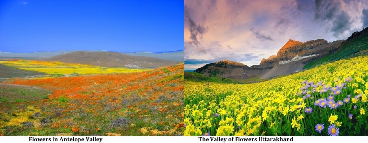 Uttarakhand-Valley-of-Flowers