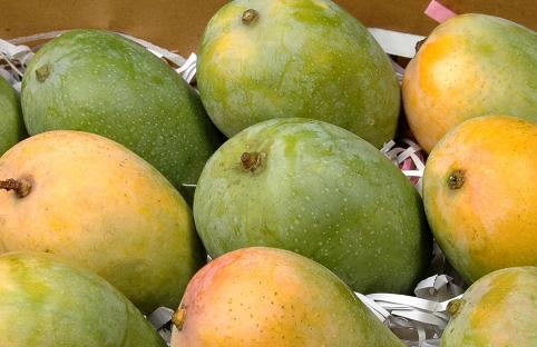 kesar-mangoes