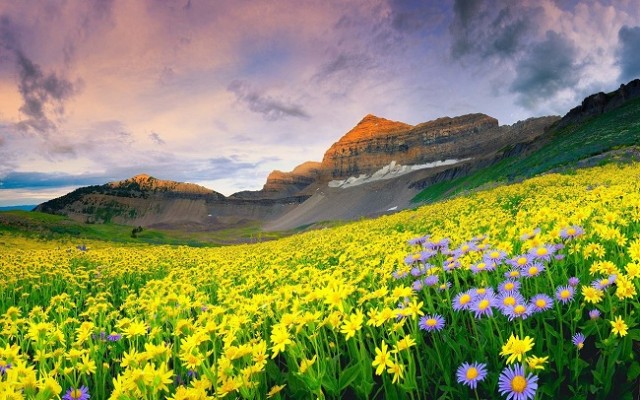 valley-of-flowers
