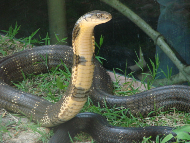 12 Most Famous Zoos in India -Captive Wildlife