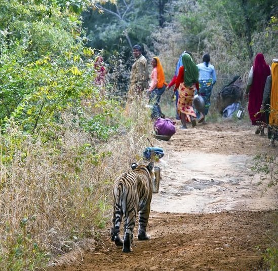 India and The History of Man-Eating Tigers
