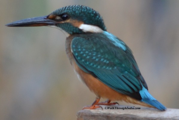 Small Green Kingfisher
