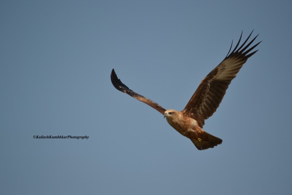 Sea-Eagle-Goa