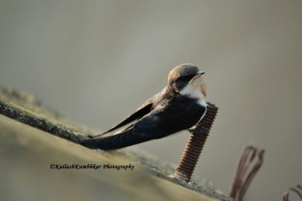Barn-Swallow