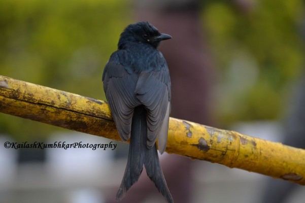 Black-Drongo-India