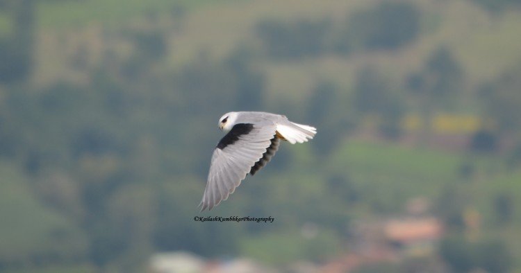 Black-Winged-Kite
