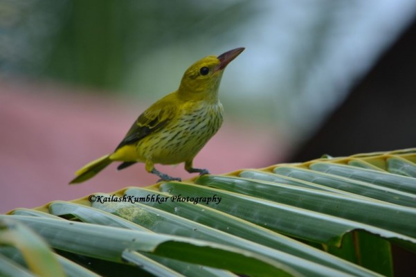 Black-naped oriole