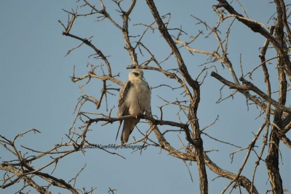 Black-winged-kite