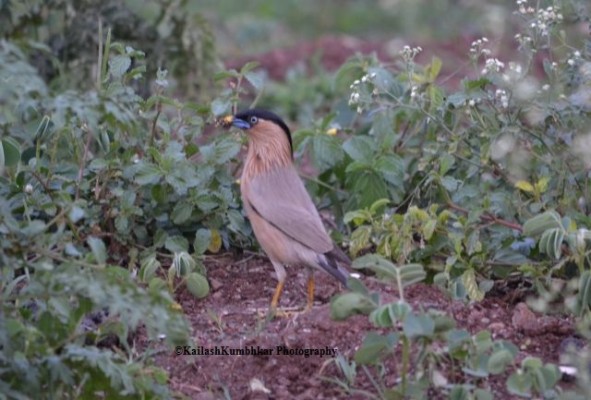Brahminy-Starling-Myna